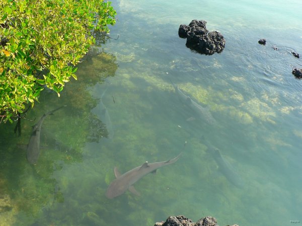 61- Requins dans une crevasse 